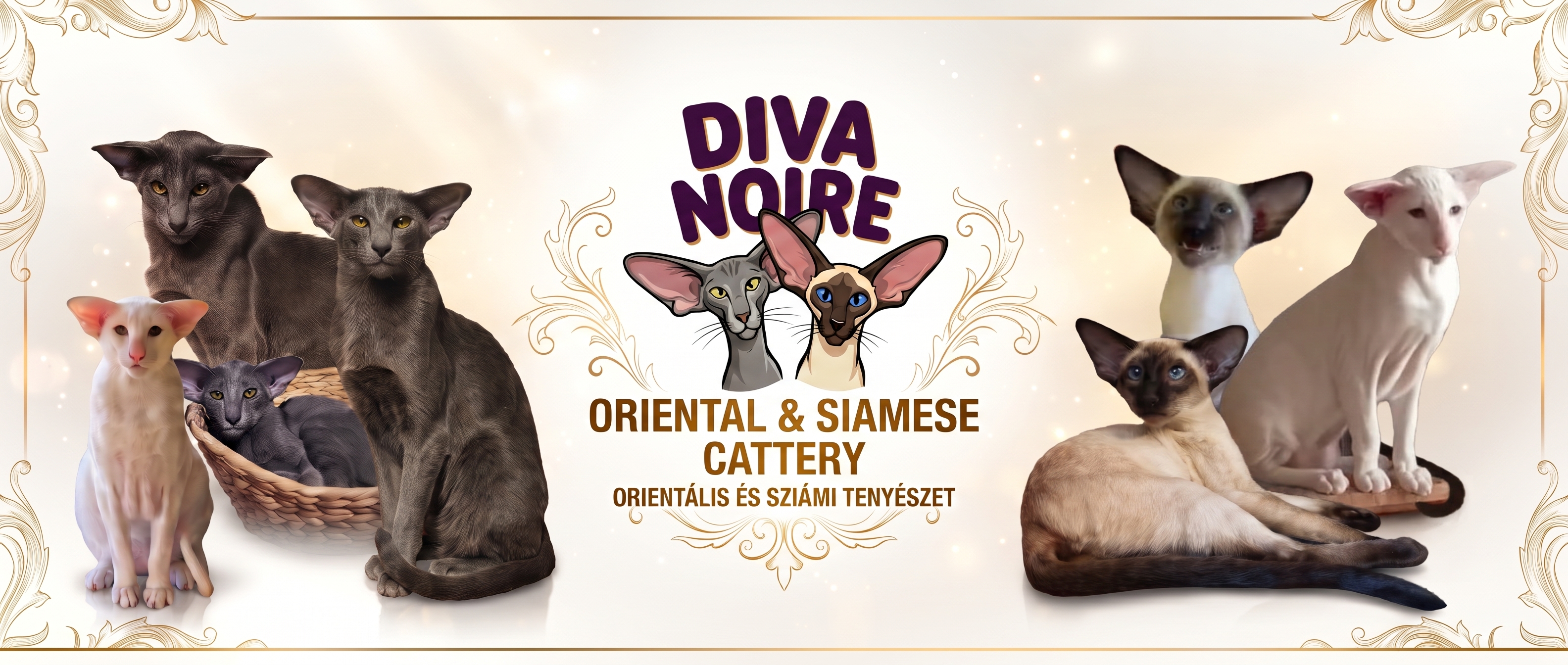 Diva Noire Oriental & Siamese Cattery – orientális és sziámi tenyészet: kék és fehér orientális, valamint seal point sziámi macskák a logó két oldalán