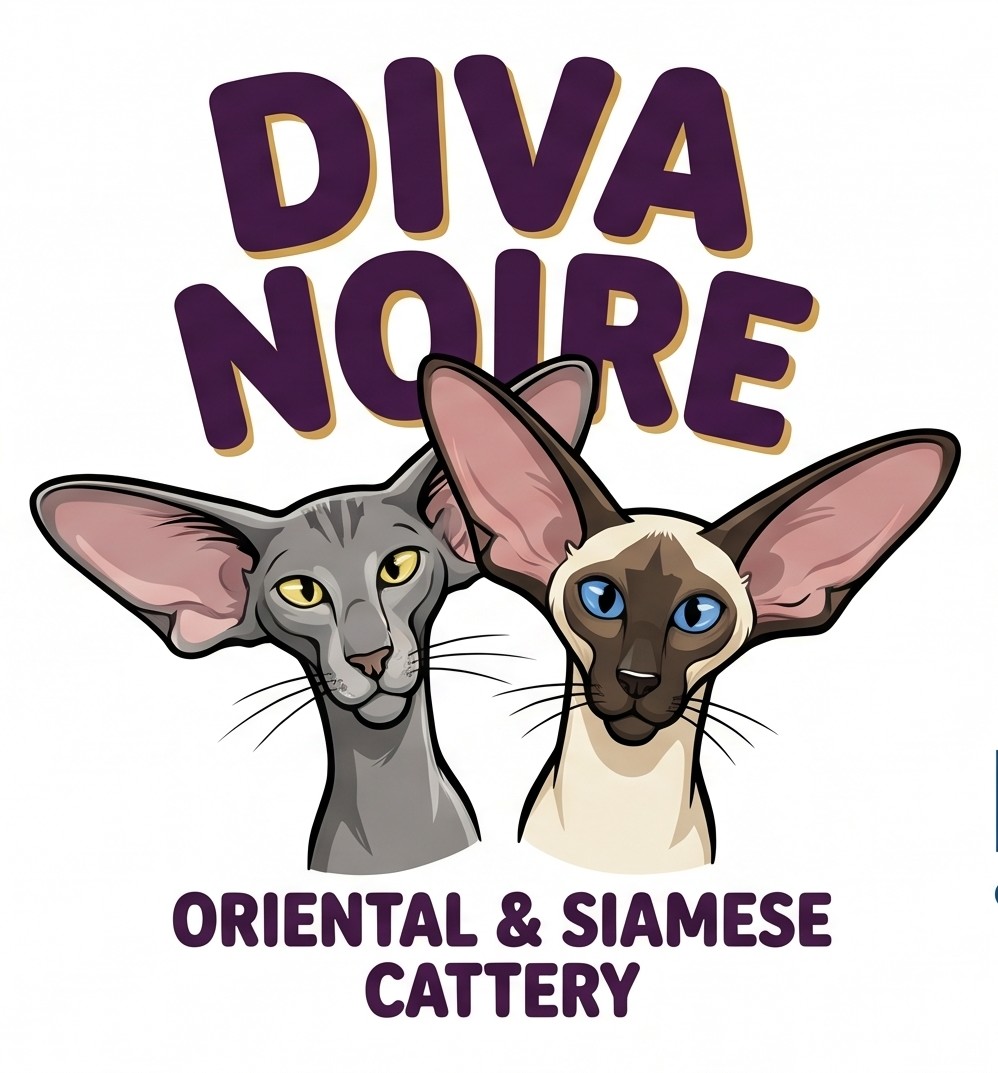Diva Noire Oriental & Siamese Cattery logó: kék orientális és seal point sziámi macska portréja
