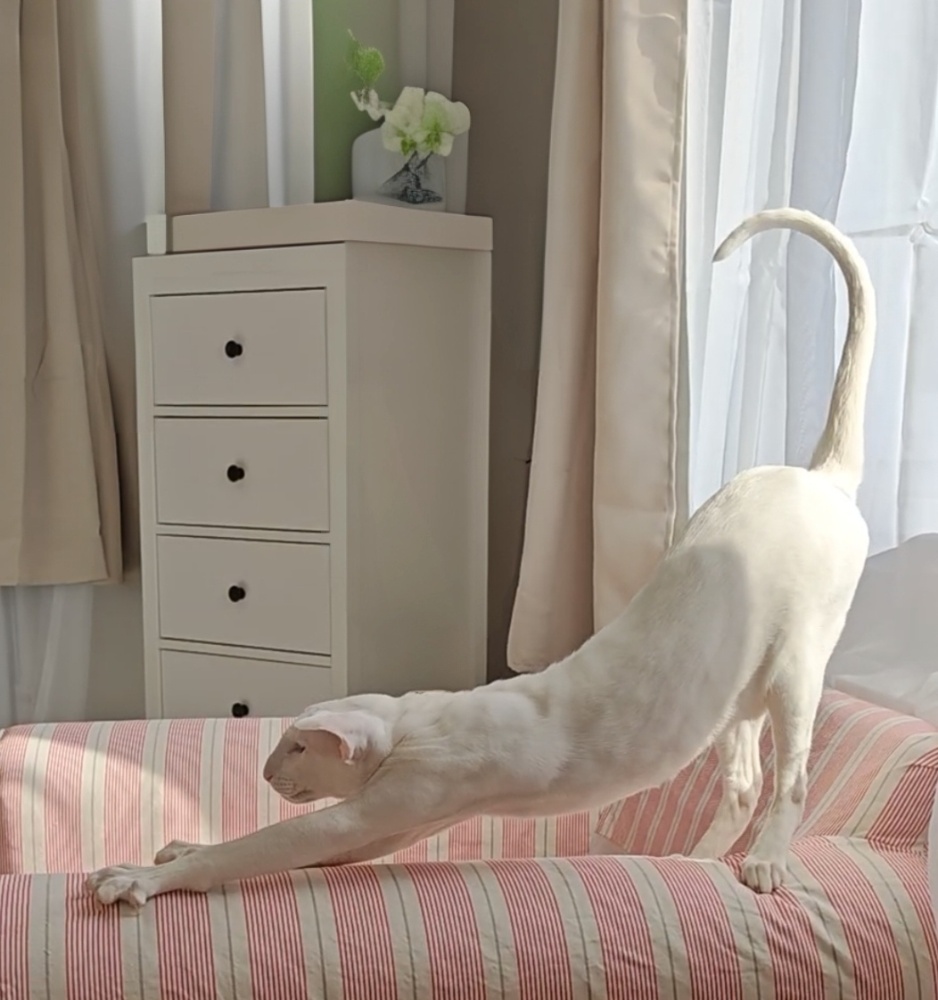 Revaz – Oriental Shorthair (OSH) – white