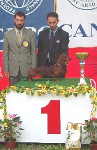 arad cacib: Dana CACIB, BOB, BOG