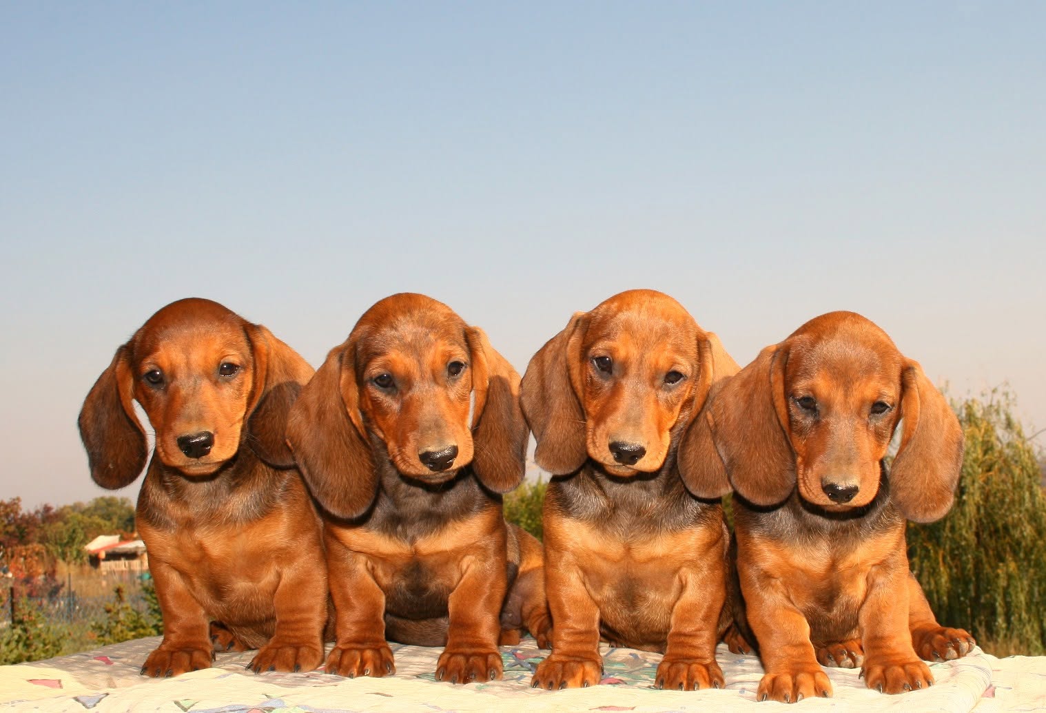 Diva Noire Standard Smooth Dachshunds