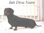 Inti Diva Noire