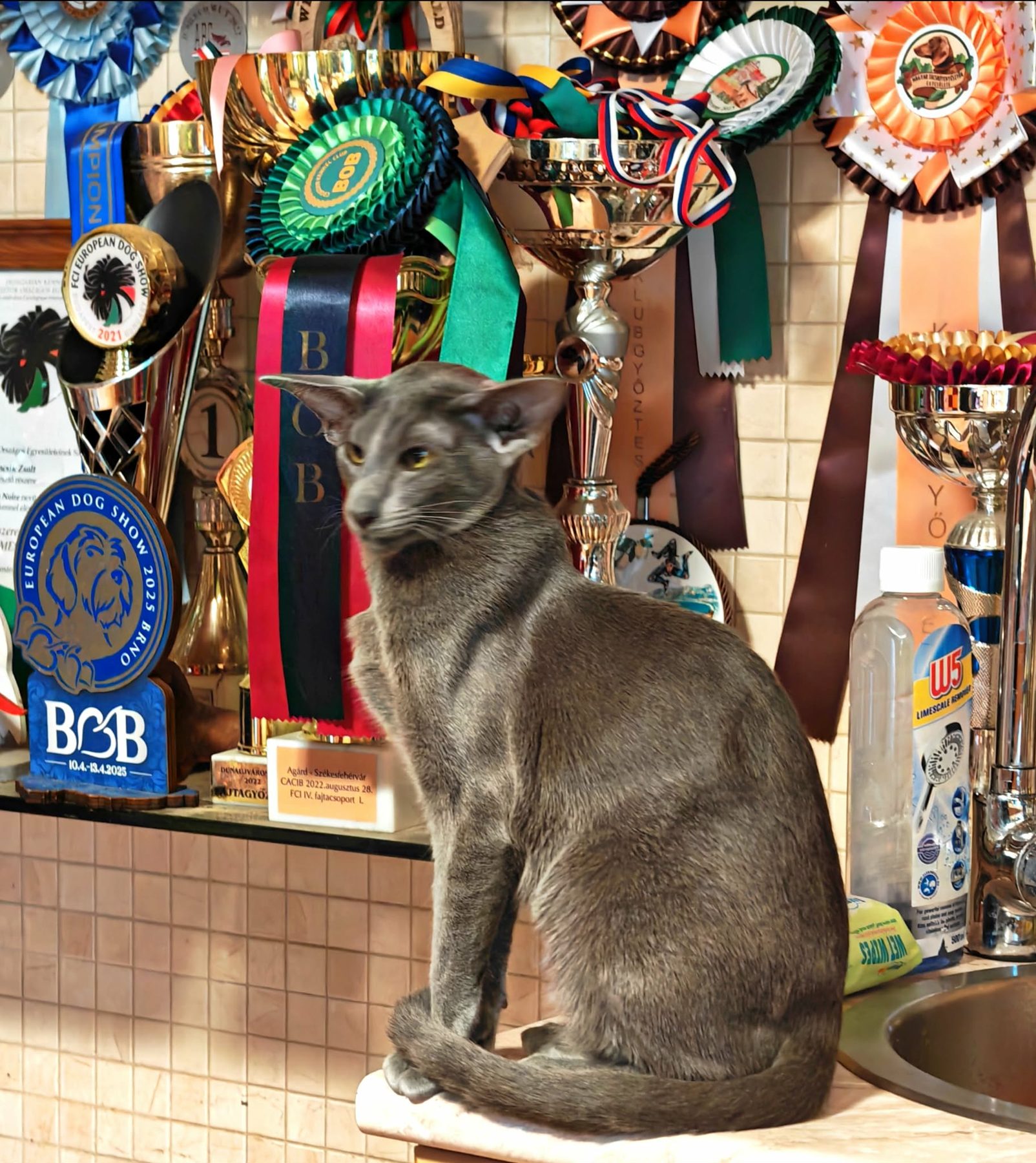 Lola – Oriental Shorthair (OSH) – blue