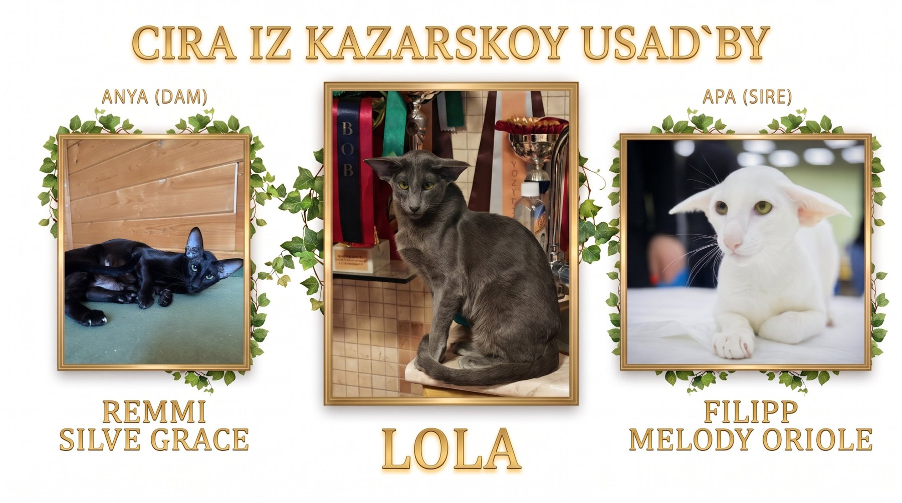 Cira iz Kazarskoy Usad'by (Lola) kék orientális nőstény, két oldalán az anyja, Remmi Silve Grace és az apja, Filipp Melody Oriole