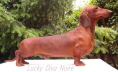 Pisk�ta  Diva Noire