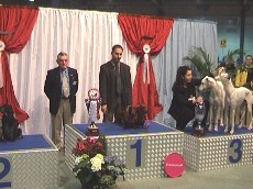 Luxembourg breeder couple I. (from 33)