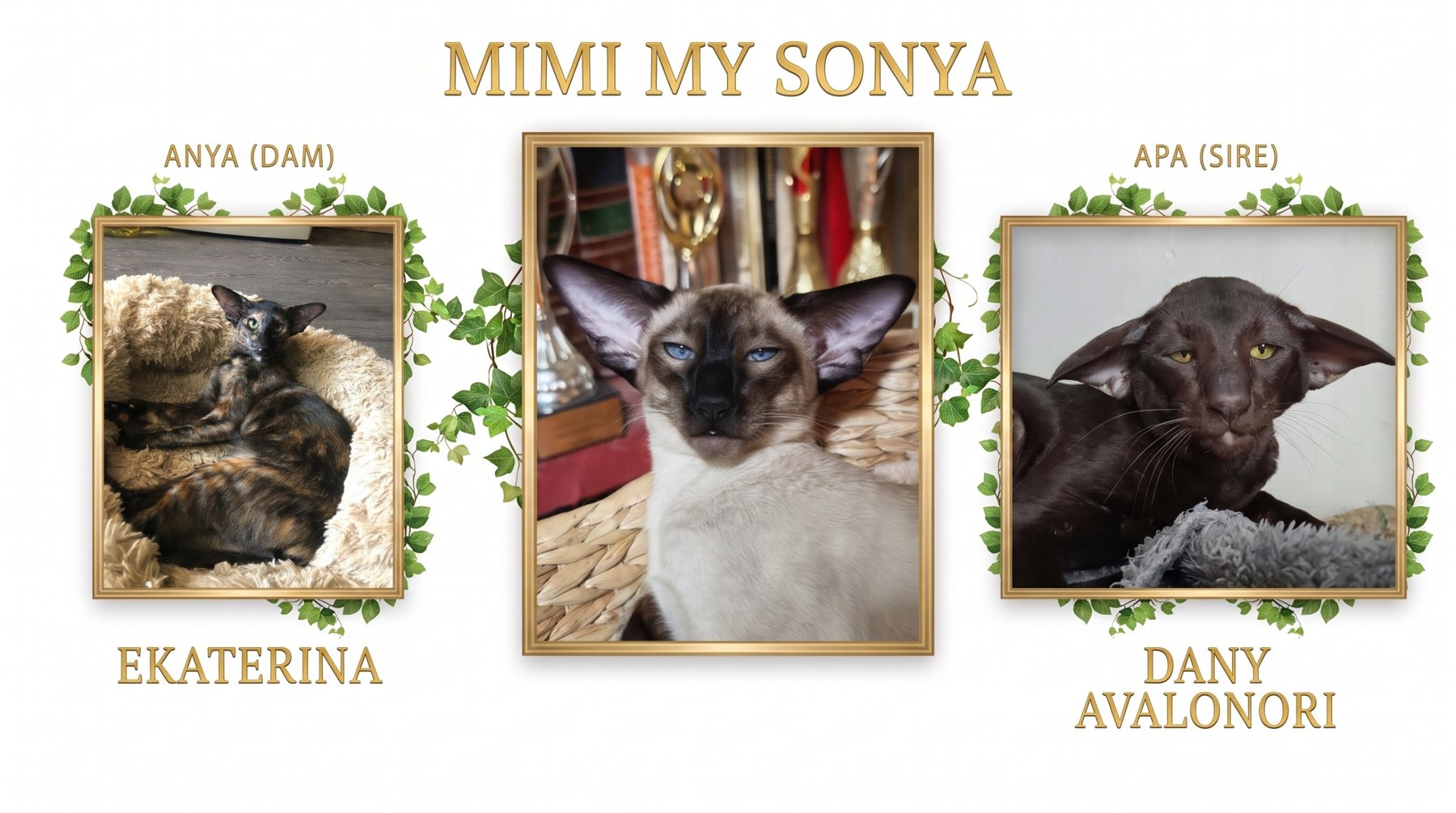 Mimi My Sonya seal point sziámi nőstény, két oldalán az anyja, Ekaterina és az apja, Dany Avalonori