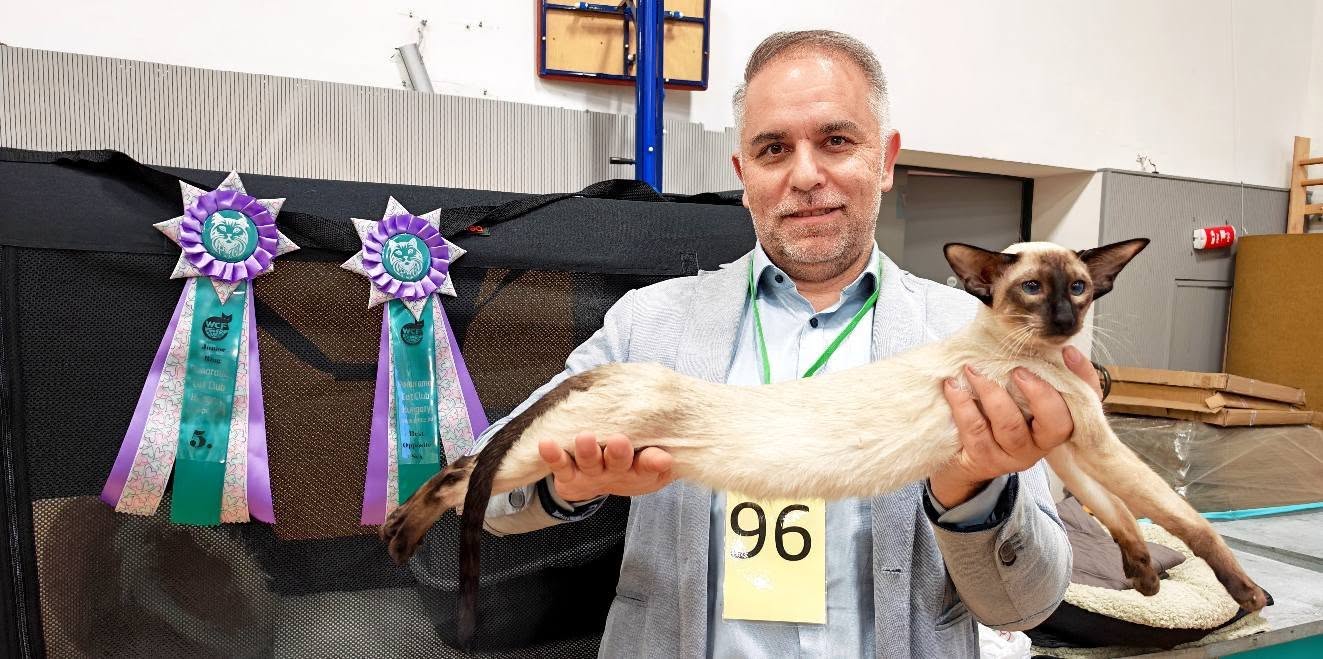 Mimi seal point sziámi nőstény a budapesti kiállításon, a gazdája kezében