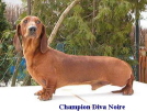 Champion Diva  Noire