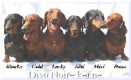 Blanka, Gold, Lucky, Süti, Mixi, Dana