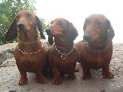Badacsony: Gold, Nudli, Lucky