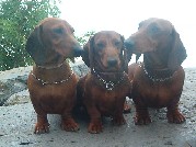 Badacsony: Gold, Nudli, Lucky