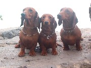Badacsony: Gold, Nudli, Lucky