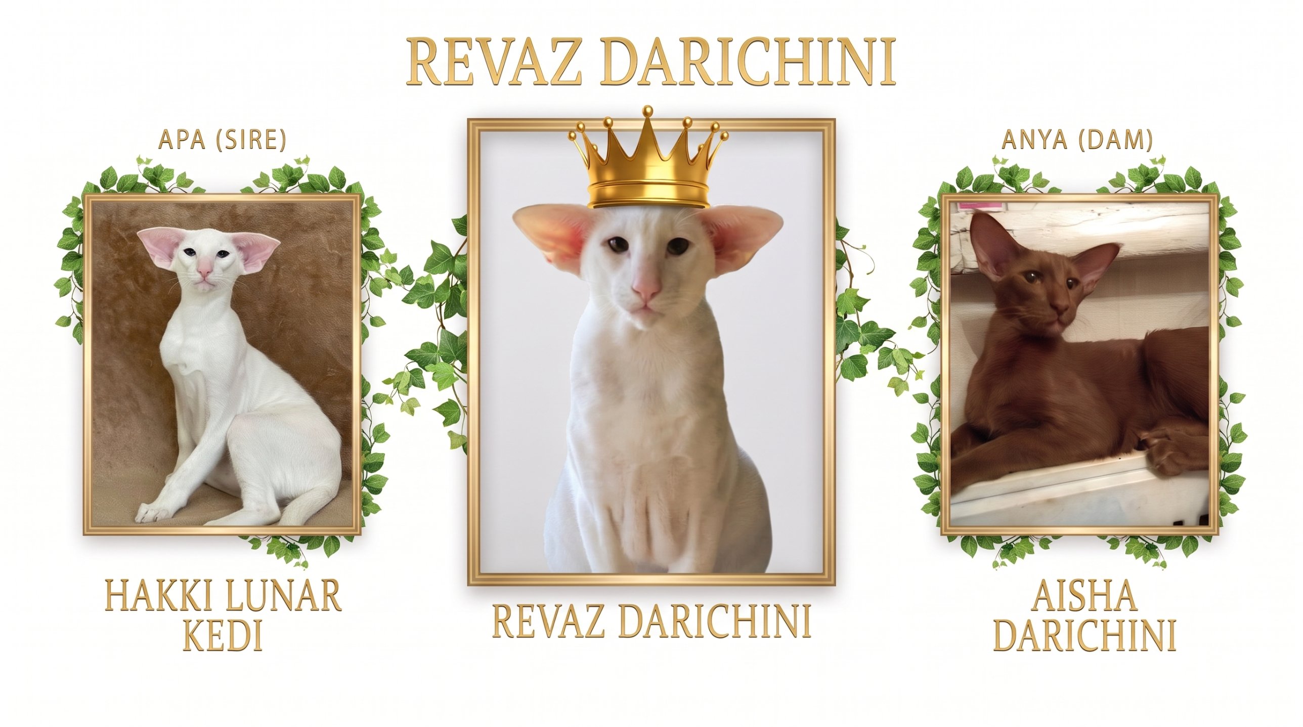 Revaz Darichini fehér orientális kandúr aranykoronával, két oldalán az apja, Hakki Lunar Kedi és az anyja, Aisha Darichini